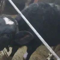 فروش ۲عدد گوساله|حیوانات مزرعه|قیدار, |دیوار