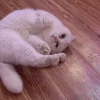 گربه برتیش اسکاتیش ماده|گربه|پرند, فاز ۴|دیوار