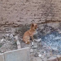 سگ پاکوتاه|سگ|بروجرد, |دیوار