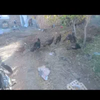 فروش ۶عدد بوقلمون ویک خروس|حیوانات مزرعه|شبستر, |دیوار