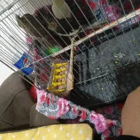 ۳تا عروس هلندی