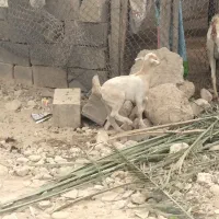 گیسع زایده کهر ماده عروسک پاشع|حیوانات مزرعه|لامرد, |دیوار