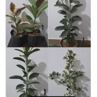 انواع گل های آپارتمانی|گل و گیاه طبیعی|مرودشت, نقش رستم|دیوار