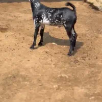 نابیبزغاله|حیوانات مزرعه|الشتر, |دیوار