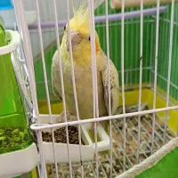 عروس نر مست ودستی|پرنده|یزد, |دیوار