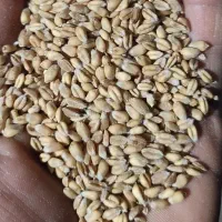 گندم پیشگام