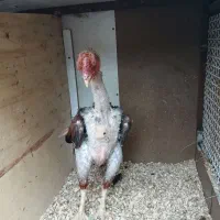 4 عدد خروس لاری|حیوانات مزرعه|رباط‌کریم, رباط‌کریم|دیوار