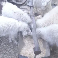 کهره نر و بره|حیوانات مزرعه|رابر, |دیوار