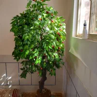 درخت گیلاس تزئینی