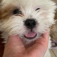 توله سگ|سگ|قزوین, |دیوار