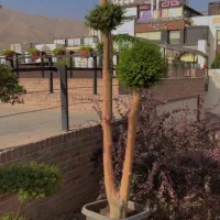 انواع درختچه مورت زینتی
