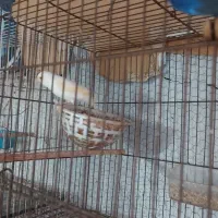 فروش قناری موزایکی|پرنده|آمل, |دیوار