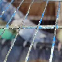 فنچ مرغ  ع ش ق