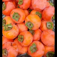 خرمالو خانگی ا