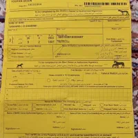 اسب|اسب و تجهیزات اسب‌سواری|بجنورد, |دیوار