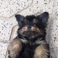 واگذاری شیتزو