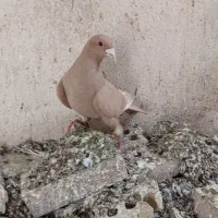 زرد کرمونی سارهفرنگ