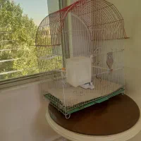 قفس عروس هلندی