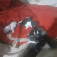 خرگوش دورگ|موش و خرگوش|خرمشهر, |دیوار