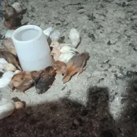 لوهمن آلمان اصیل