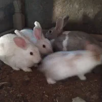 بچه خرگوش بازیگوش|موش و خرگوش|کاشان, فاز ۲ ناجی آباد|دیوار