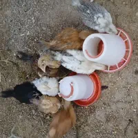 جوجه مرغ