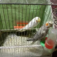 عروس هلندی طاوسی 500سفیده 700