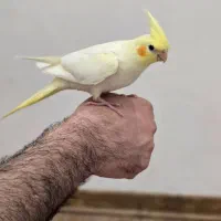 عروس هلندی|پرنده|کیاشهر, |دیوار