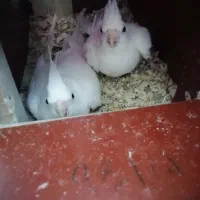 عروس هلندی البینو چشم شرابی فول مولد با قفس