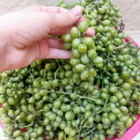 آبغوره|کتاب و مجله آموزشی|قم, باجک دو|دیوار