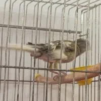 قناری نر و ماده