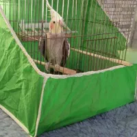 عروس هلندی سخن گو سر حاله سر حال