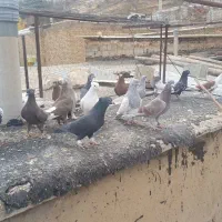 کبوتر هوایی|پرنده|شیراز, حومه شیراز|دیوار