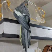 ماده سینامون اماده|پرنده|محمدیه-قزوین, |دیوار