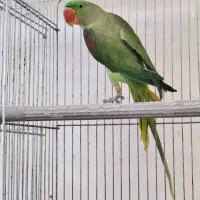 شاه طوطی ماده کینگ سایز(اسکندر)