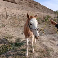 اسب ماده یورقه|اسب و تجهیزات اسب‌سواری|شیروان (خراسان), |دیوار