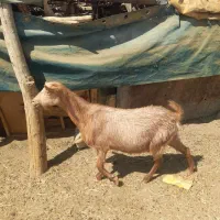 بز چاق و چله برای قربانی