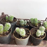 پک کاکتوس بسیار زیبا