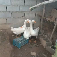 چهارعدد قوغاز بزرگ نزدیک تخم قیمت مناسب