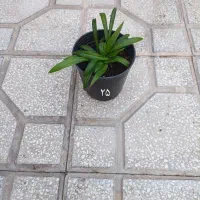 گل گندمی و برگ بیدی بنفش|گل و گیاه طبیعی|سبزوار, باهنر|دیوار