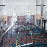 ۳ عدد عروس هلندی