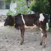 گوساله ماده لیشه چالوسی گاو