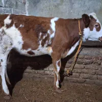 گوساله