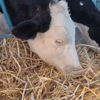 نیروی ماهر گاوداری