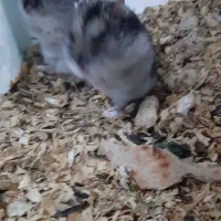 همستر کمپل کوچیک و باهوش ترین نژاد همستر