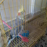 عروس هلندی یک عدد باقفس|پرنده|پاکدشت, پاکدشت (مامازند)|دیوار