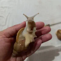 حلزون خانگی آلبینو|خزنده|دزفول, |دیوار