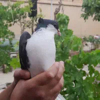 کبوتر پیدا شده