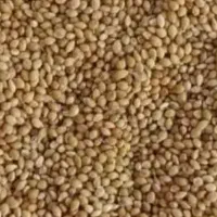 ارزن بومی اعلاء