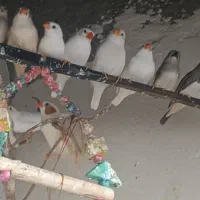 ۱۰ عدد فنج نر ماده
